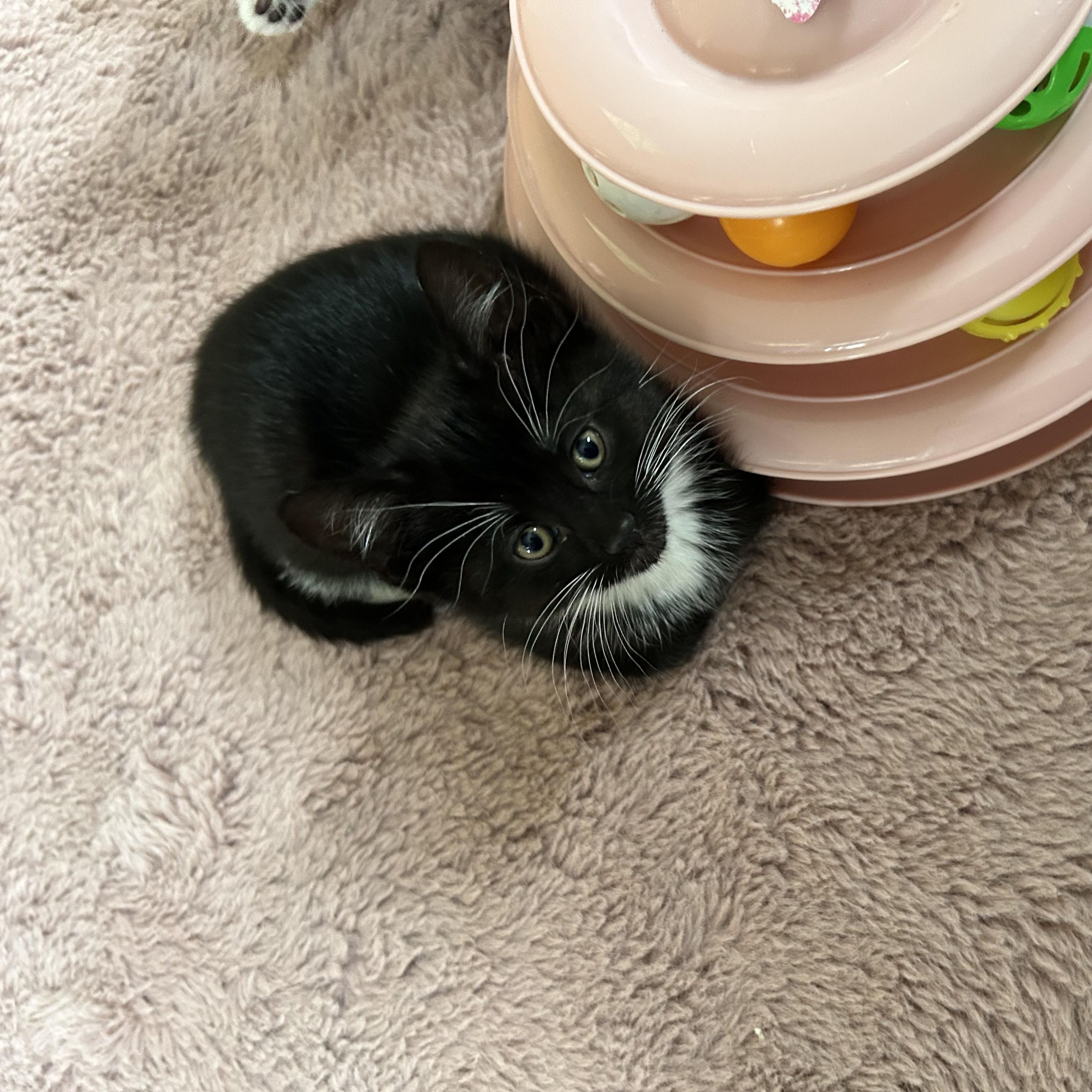 Enlarge Cameo, a Adoptable Domestic Short Hair in Brockport, NY image 2/6