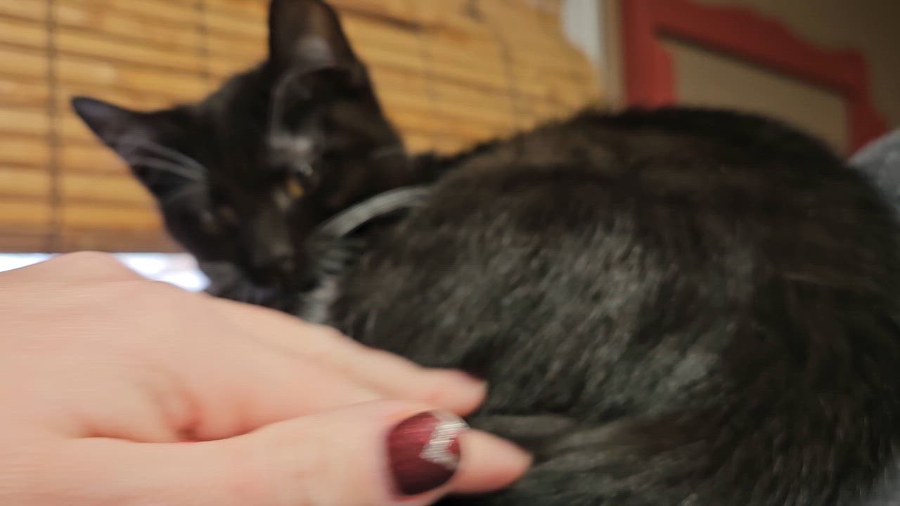 Enlarge Cameo, a Adoptable Domestic Short Hair in Brockport, NY video 4/6