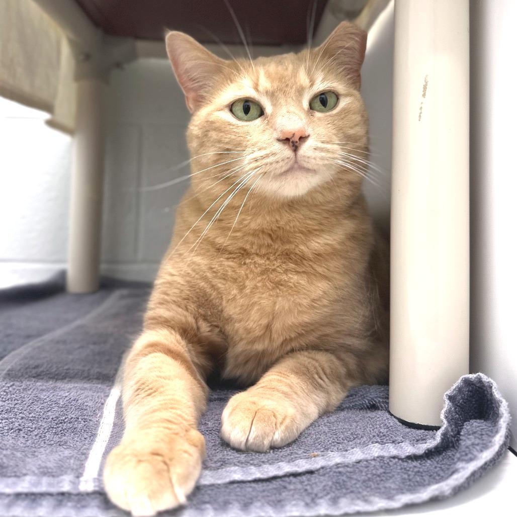 Enlarge Nala, a Adoptable Domestic Short Hair in Marshall, VA image 1/6