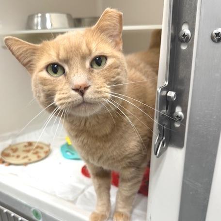 Nala, Adoptable, Adult Female Domestic Short Hair.