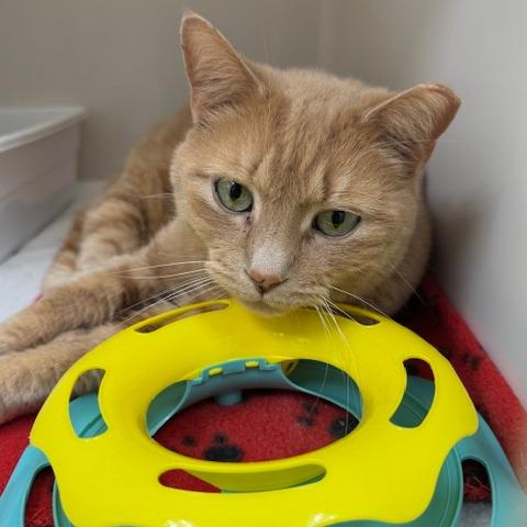 Enlarge Nala, a Adoptable Domestic Short Hair in Marshall, VA image 3/4