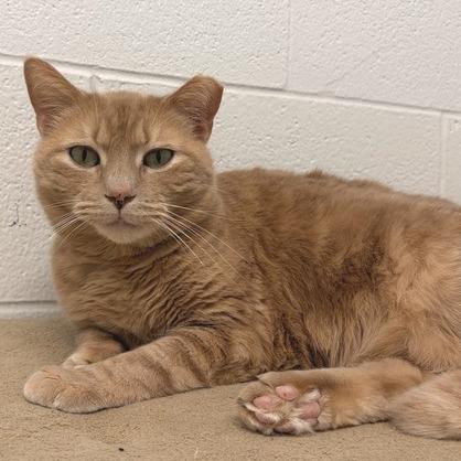 Enlarge Nala, a Adoptable Domestic Short Hair in Marshall, VA image 4/4