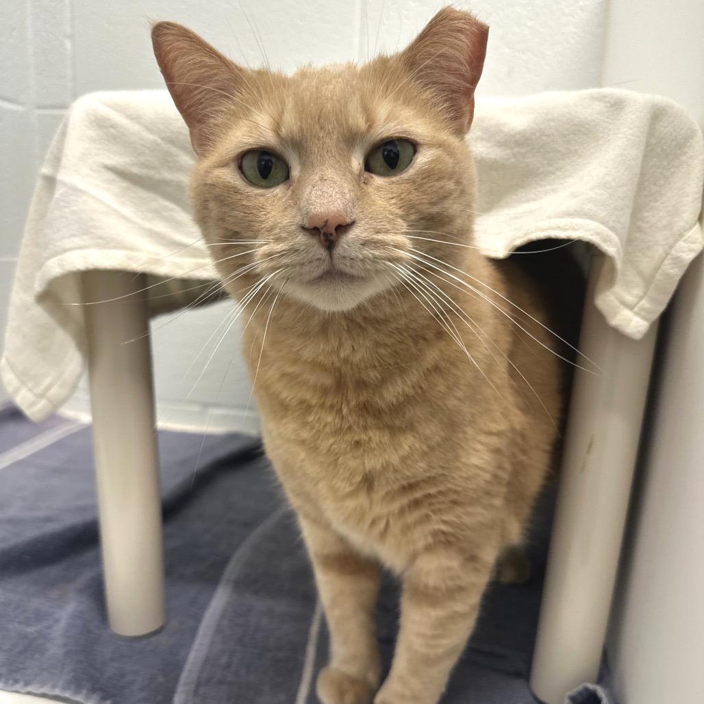 Enlarge Nala, a Adoptable Domestic Short Hair in Marshall, VA image 6/6