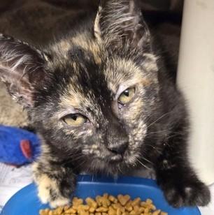 Phoebe, an adopted mixed breed in North Myrtle Beach, SC image 5/5