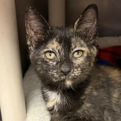 Phoebe, an adopted mixed breed in North Myrtle Beach, SC image 2/5
