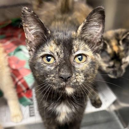 Phoebe, adopted, Young Female Tortoiseshell & Domestic Short Hair.