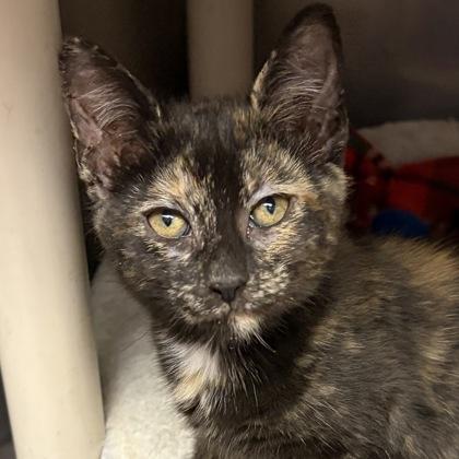 Phoebe, an adopted mixed breed in North Myrtle Beach, SC image 3/5