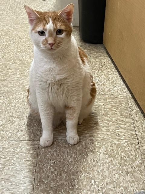 Enlarge FANTA.  #1263, an adopted Tabby in Waldorf, MD image 2/3