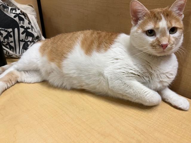 Enlarge FANTA.  #1263, an adopted Tabby in Waldorf, MD image 1/3