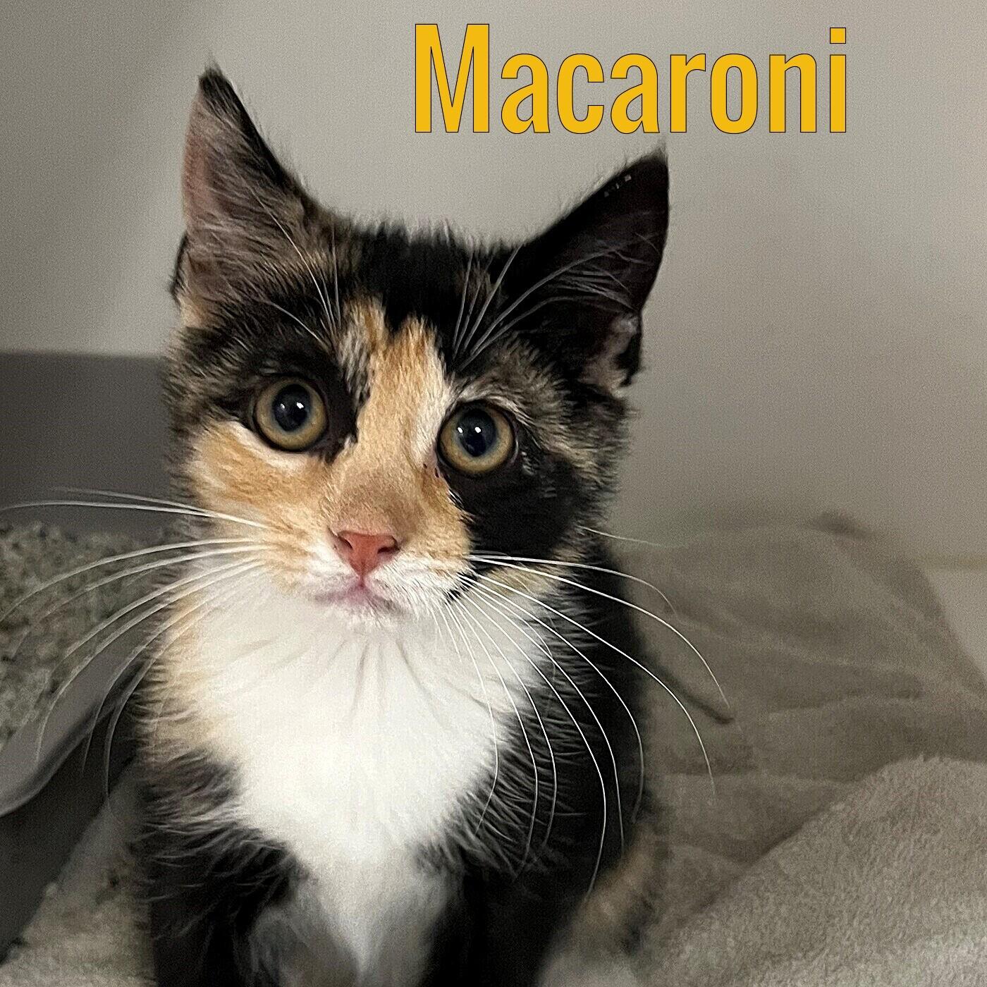 Macaroni, Young Female unknown