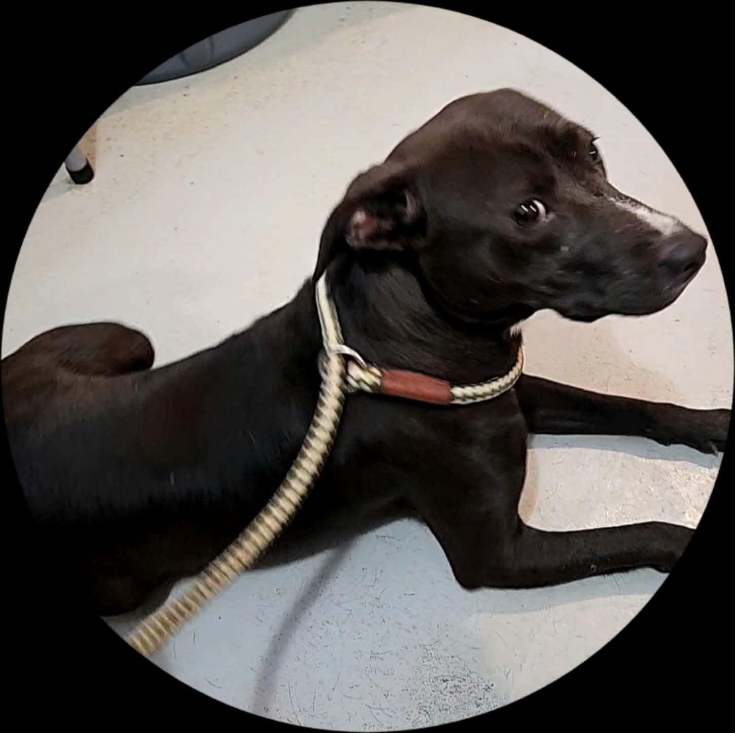 Mesa, Adoptable, Young Female Feist & Whippet.