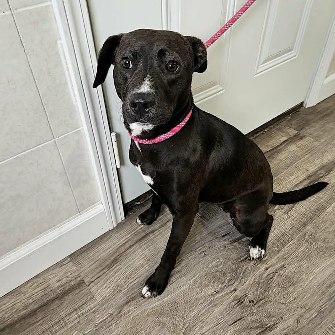 Enlarge Mesa, a Adoptable mixed breed in Hoopeston, IL image 3/3