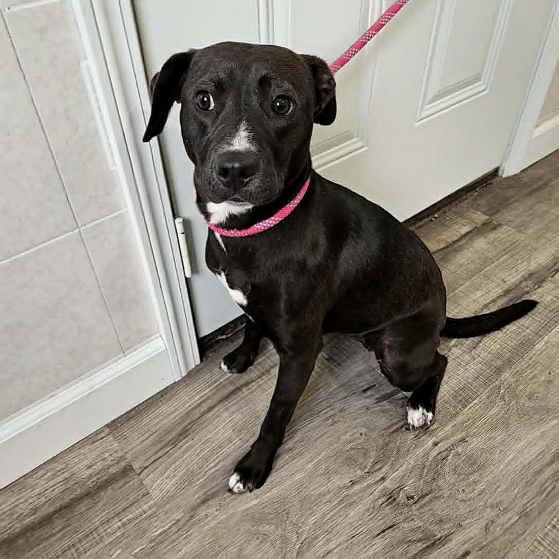 Enlarge Mesa, a Adoptable mixed breed in Hoopeston, IL image 2/3