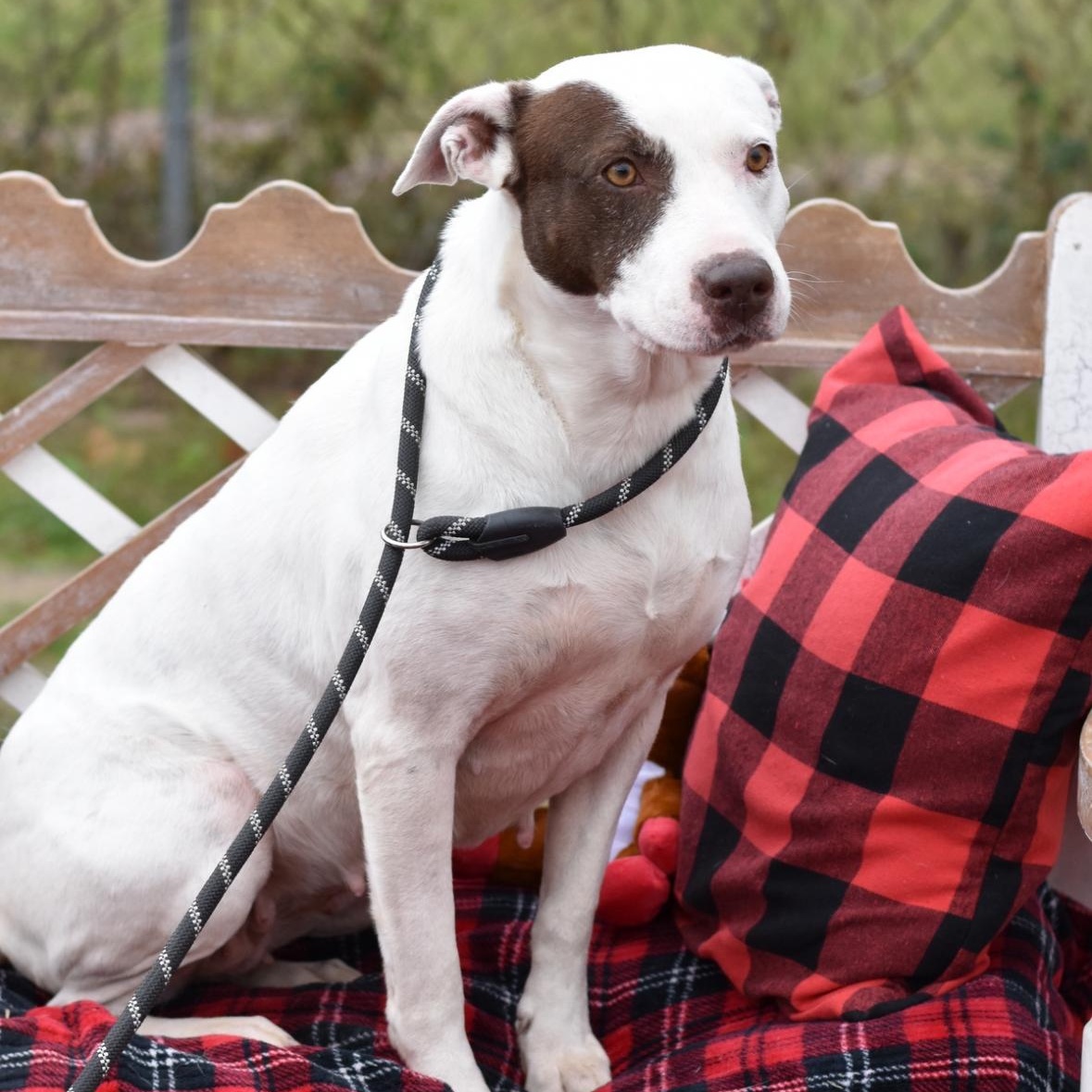 Enlarge Piper, an adopted mixed breed in Crosby, TX image 5/6