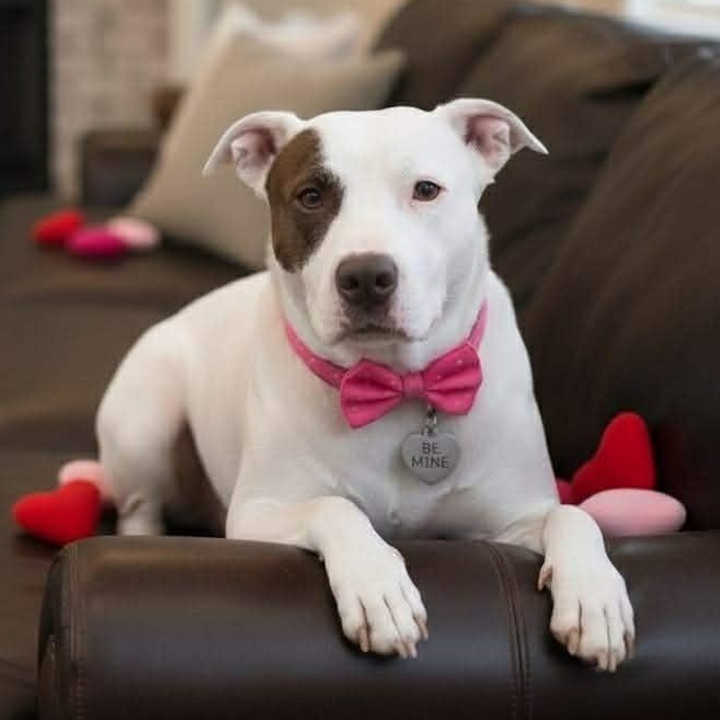 Enlarge Piper, an adopted mixed breed in Crosby, TX image 1/6