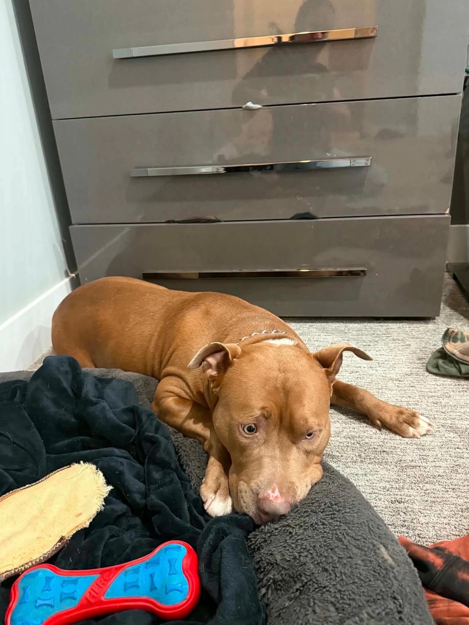 Hazel, ADOPTABLE, Adult Female American Bully.