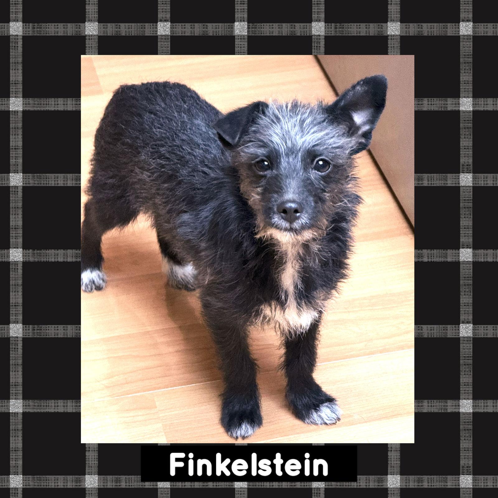Enlarge Finkelstein, a Adopted Terrier in Littleton, CO image 1/3