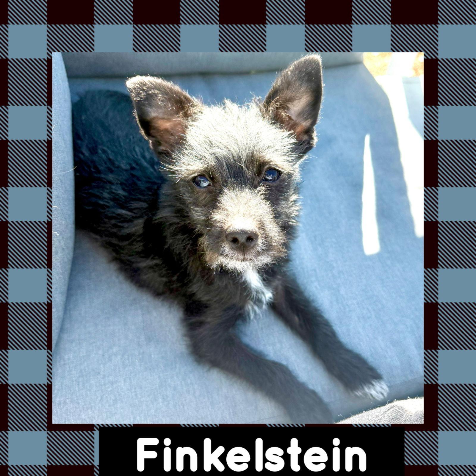 Enlarge Finkelstein, a Adopted Terrier in Littleton, CO image 2/3