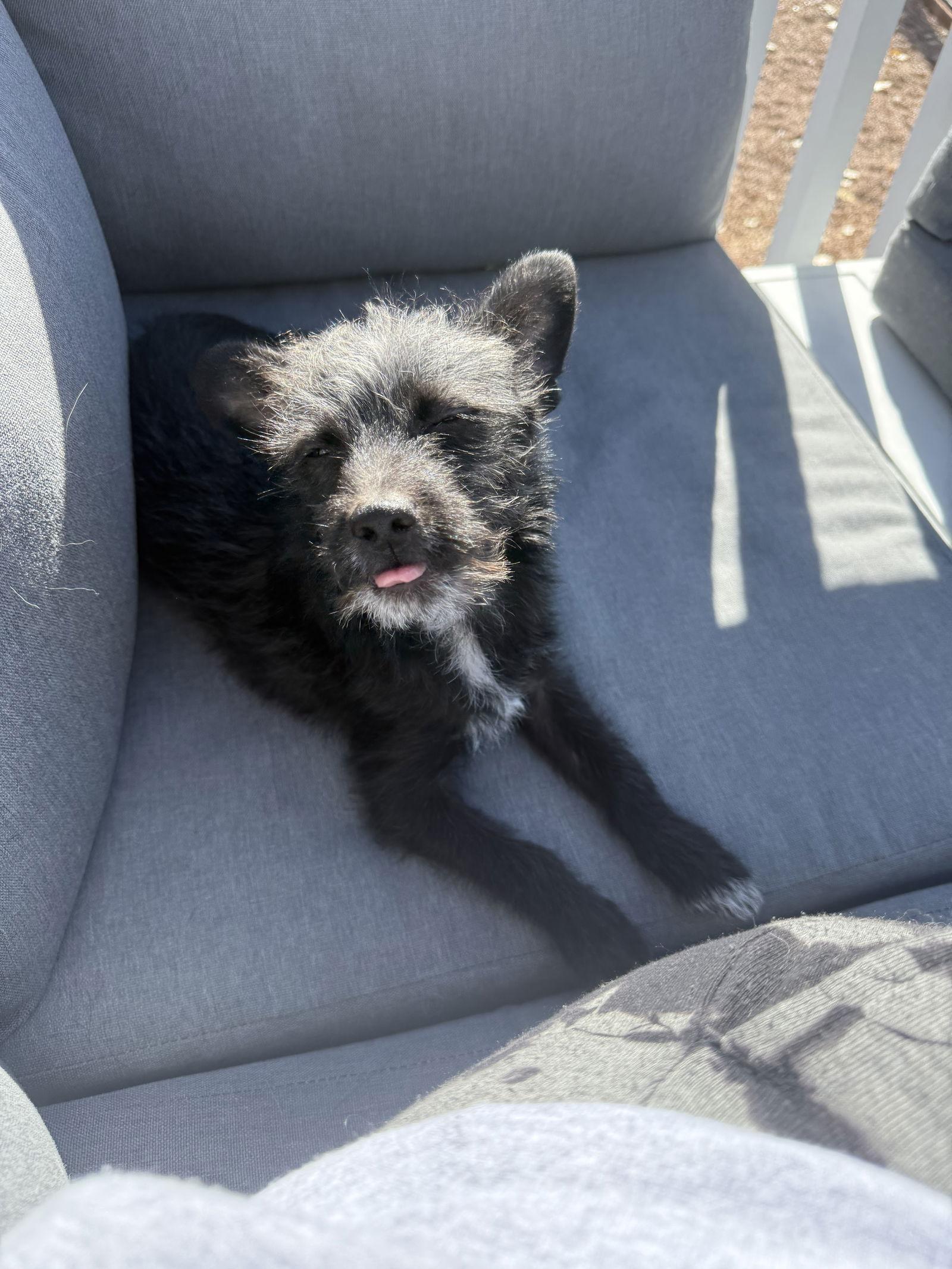 Enlarge Finkelstein, a Adopted Terrier in Littleton, CO image 3/3