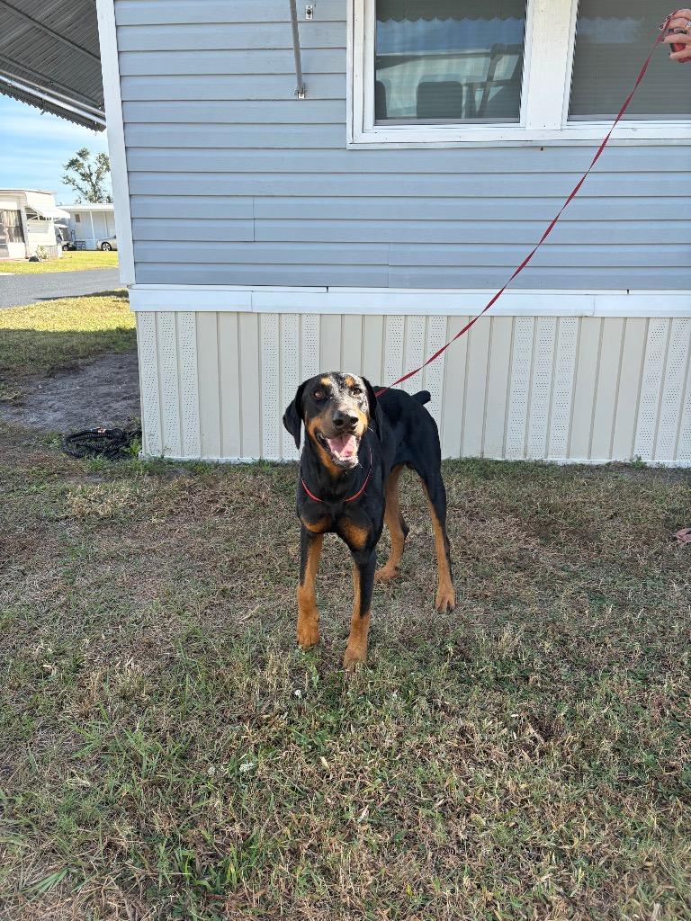 Enlarge Clyde, a Adoptable Doberman Pinscher in Wauchula, FL image 1/1