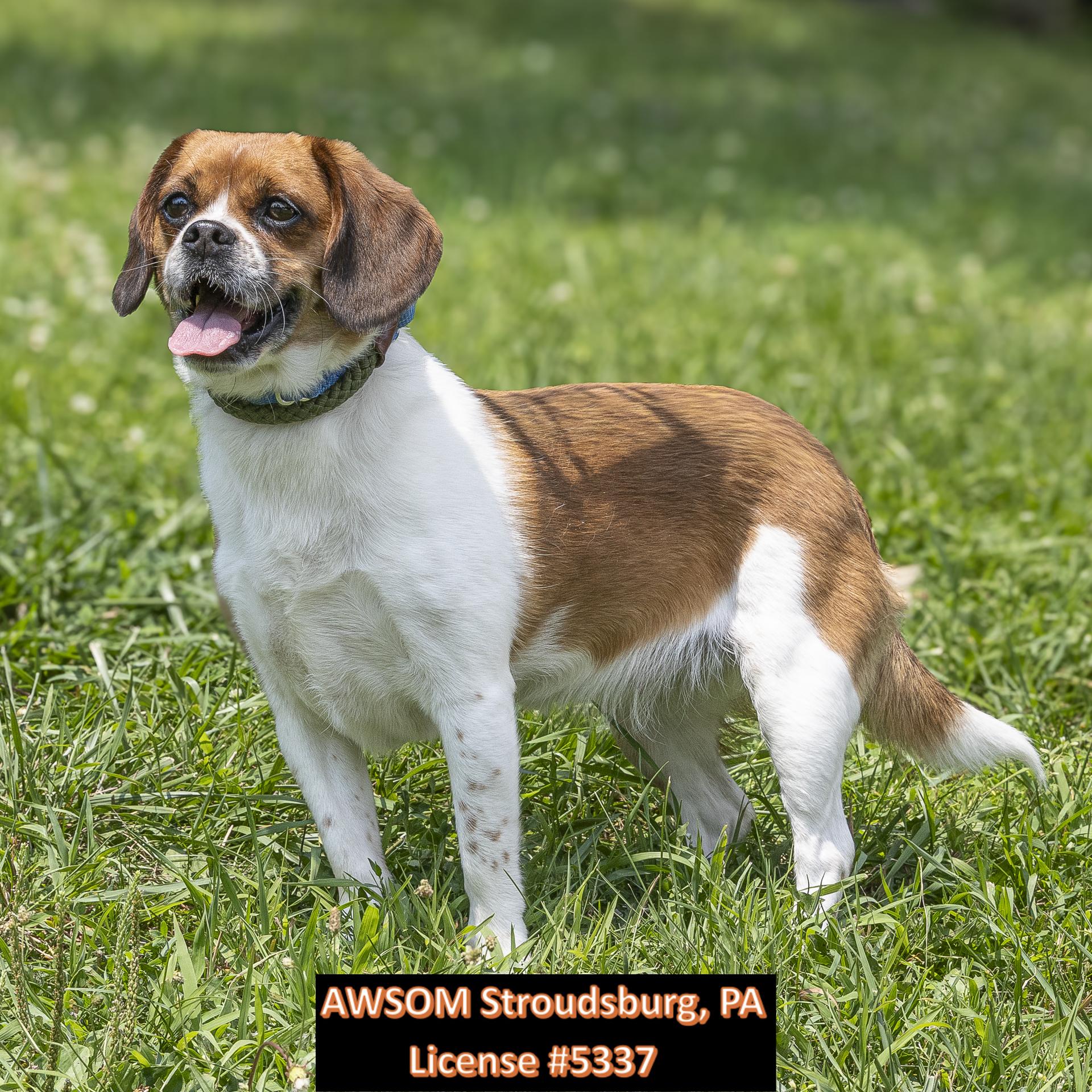 Lucy Lee, ADOPTABLE, Adult Female Beagle & Pekingese.