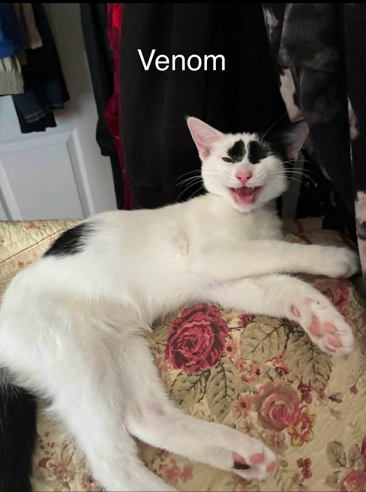 Venom @ Livonia PetSmart, Adoptable, Kitten Male Domestic Short Hair.