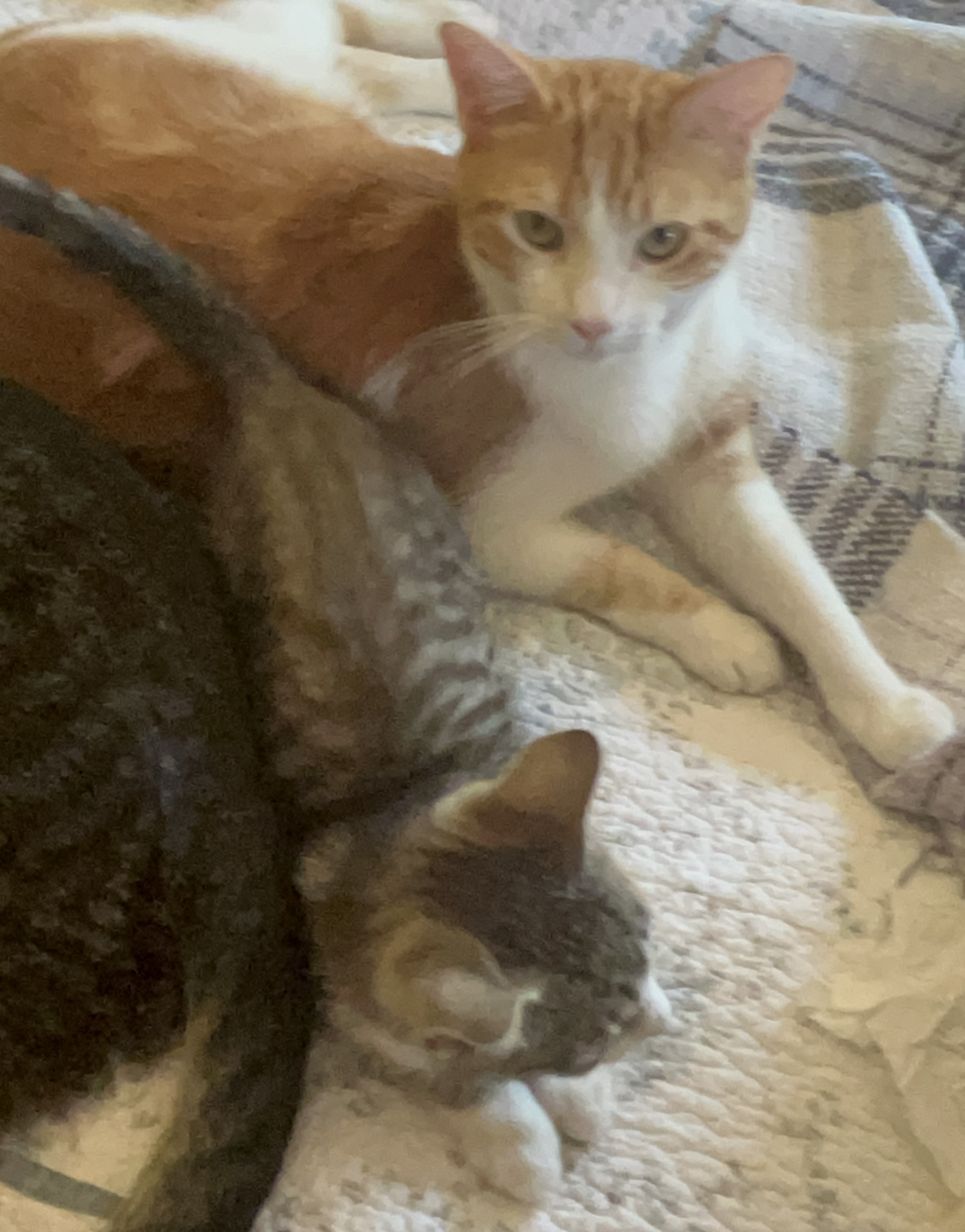 Homer, a Adoptable mixed breed in Moreno Valley, CA image 5/6