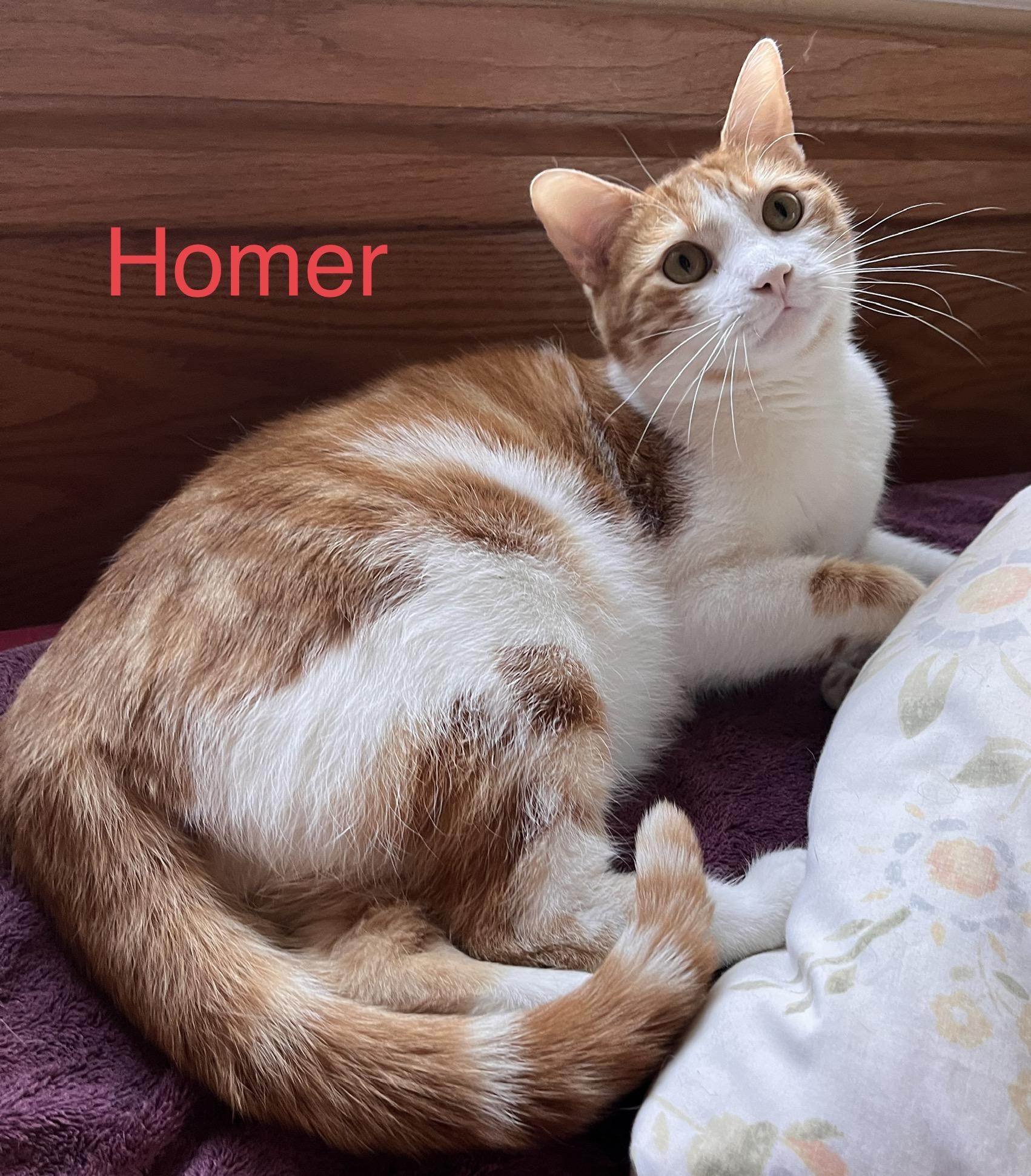 Homer, a Adoptable mixed breed in Moreno Valley, CA image 2/6