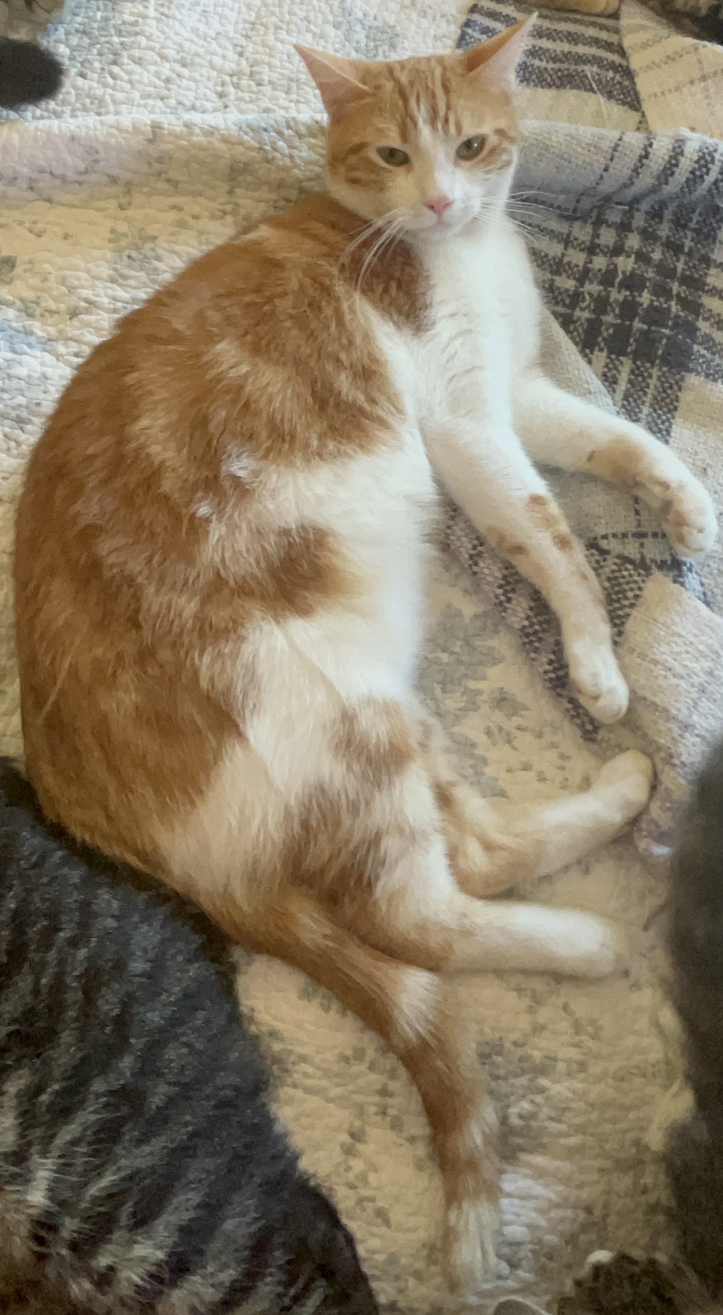 Homer, a Adoptable mixed breed in Moreno Valley, CA image 6/6