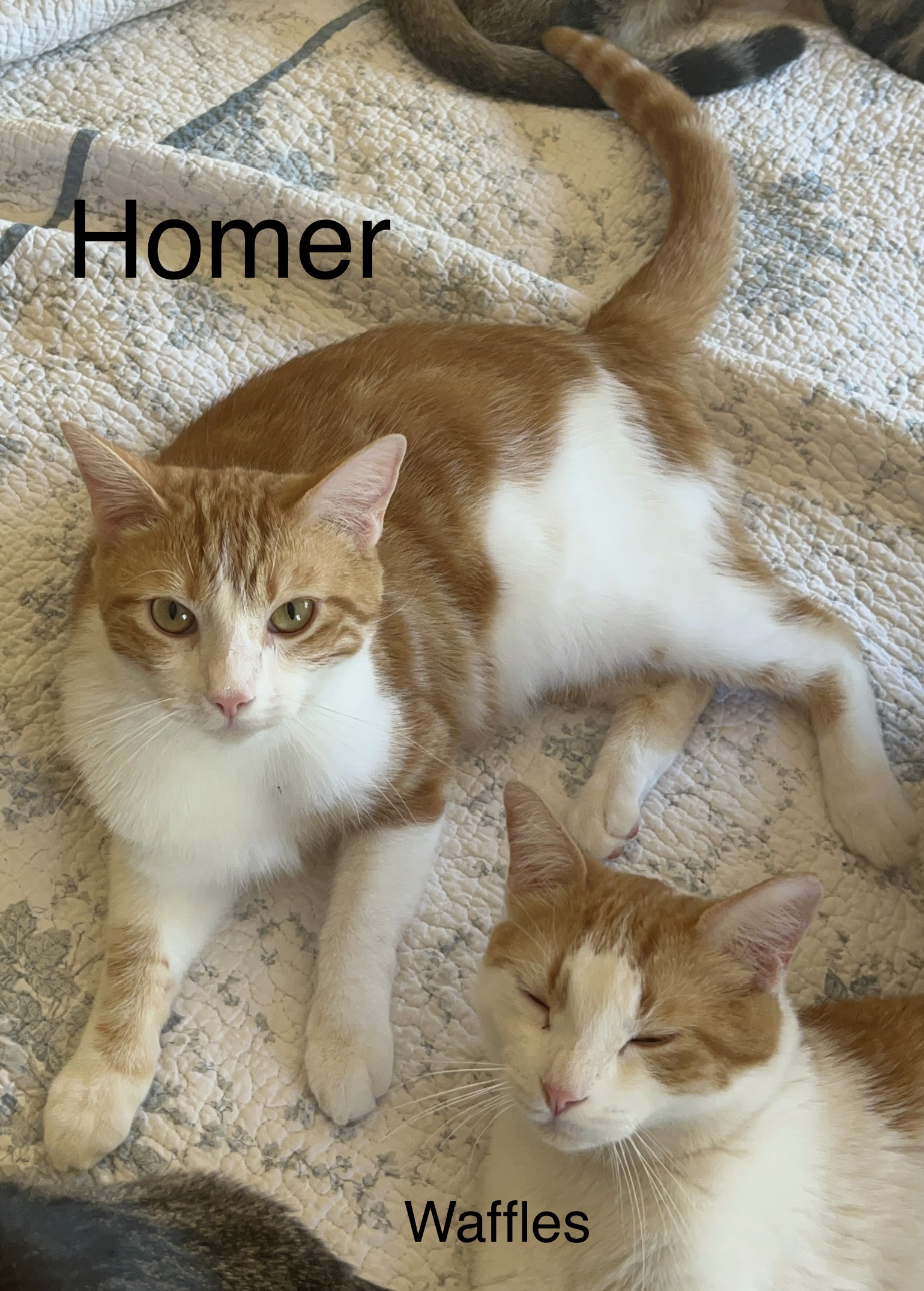 Homer, a Adoptable mixed breed in Moreno Valley, CA image 3/6