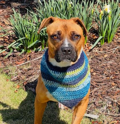 Keowee $85 Fostered, Adoptable, Young Male Boxer & Mixed Breed.