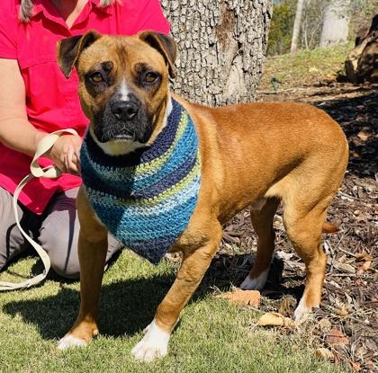 Enlarge Keowee $85 Fostered, a Adoptable mixed breed in Seneca, SC image 3/3