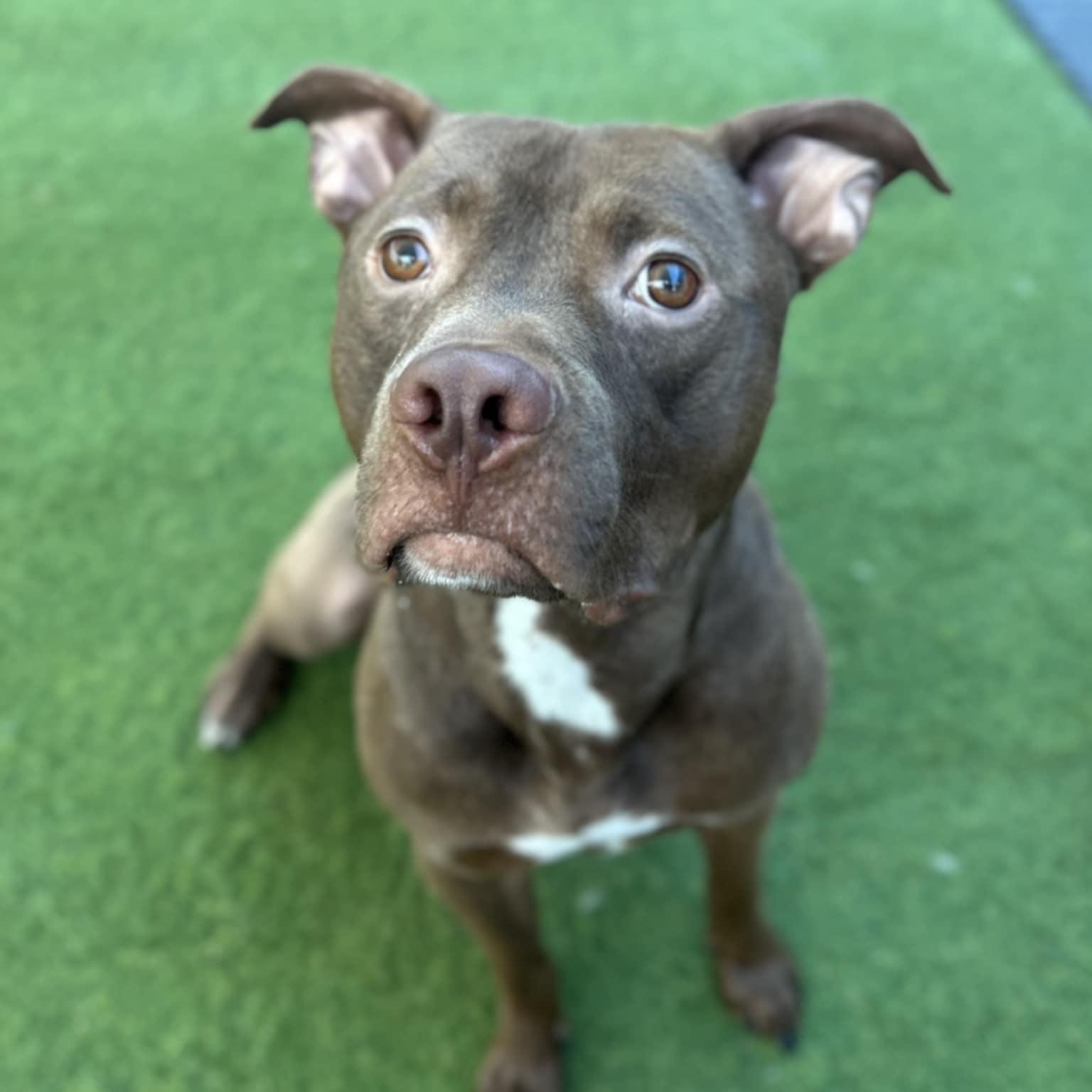 Toto, Young Male Labrador Retriever
