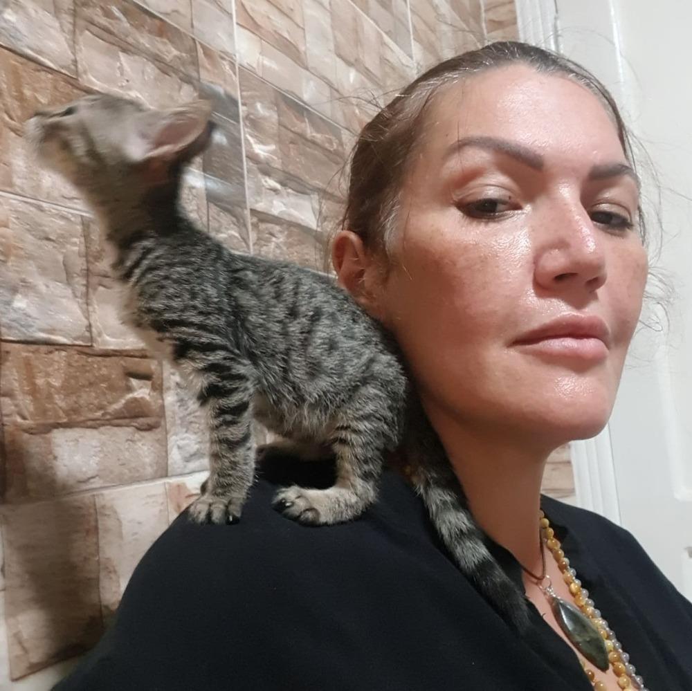 Mokka, Adopted, Young Female Egyptian Mau.