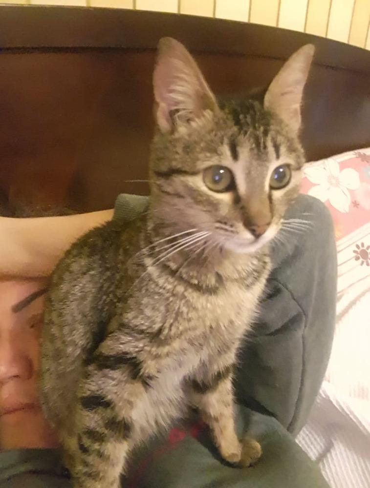 Mokka, Adopted, Young Female Egyptian Mau.
