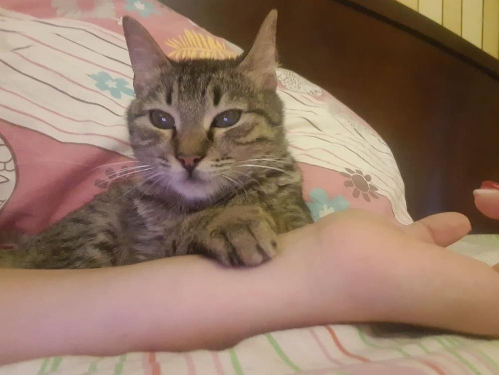 Enlarge Mokka, a Adopted Egyptian Mau in WOLCOTT, CT image 3/6