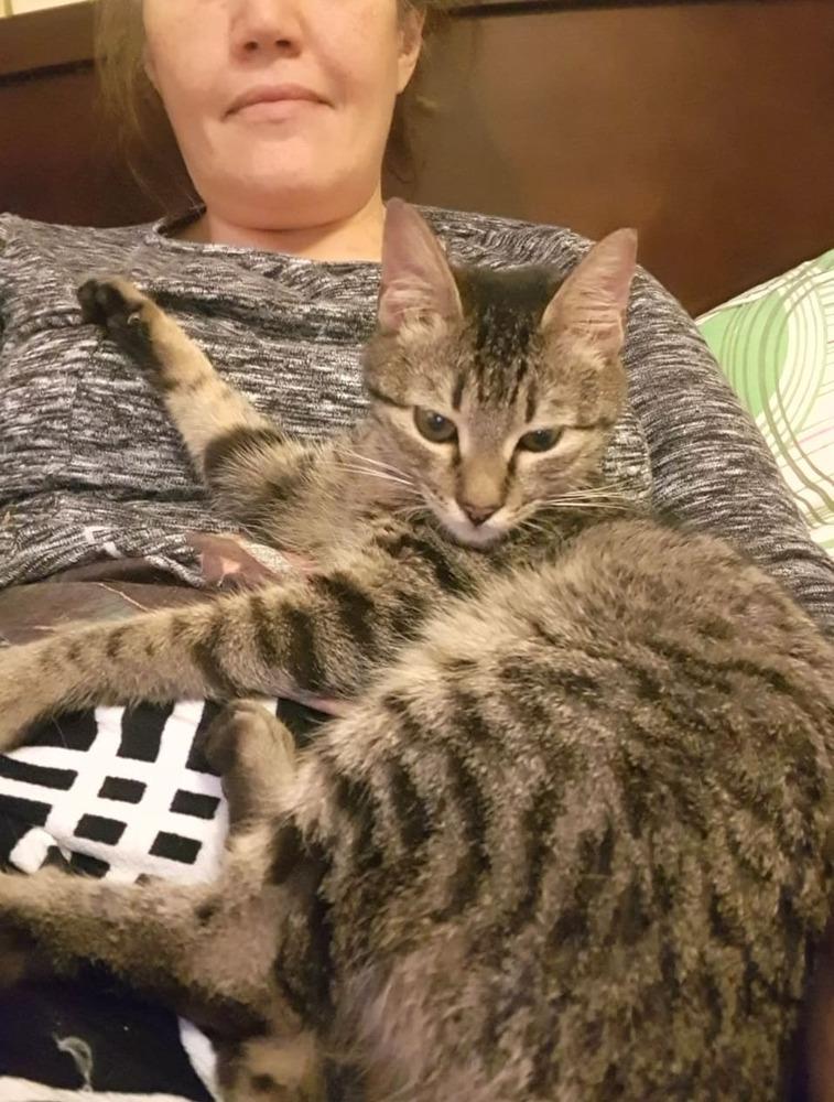 Enlarge Mokka, a Adopted Egyptian Mau in WOLCOTT, CT image 5/6