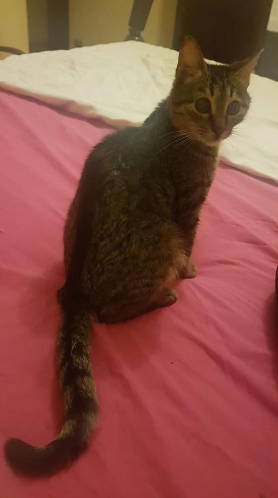 Enlarge Mokka, a Adopted Egyptian Mau in WOLCOTT, CT image 6/6