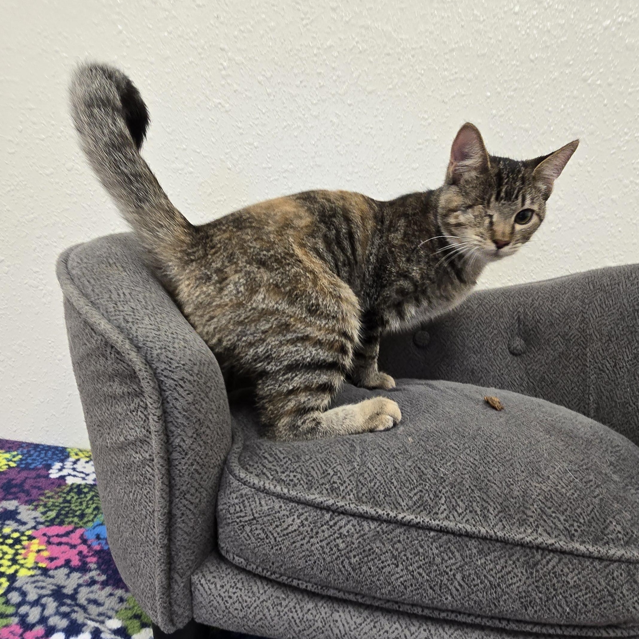 Enlarge Boo Boo, a Adoptable Domestic Short Hair in Red Wing, MN image 3/4