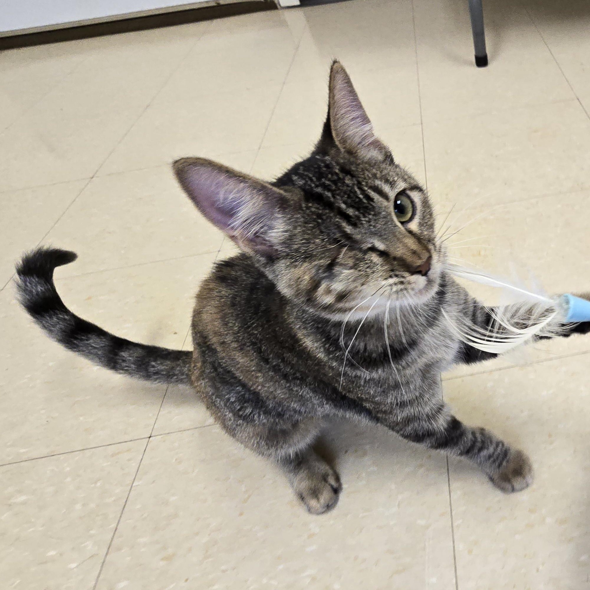 Enlarge Boo Boo, a Adoptable Domestic Short Hair in Red Wing, MN image 4/4