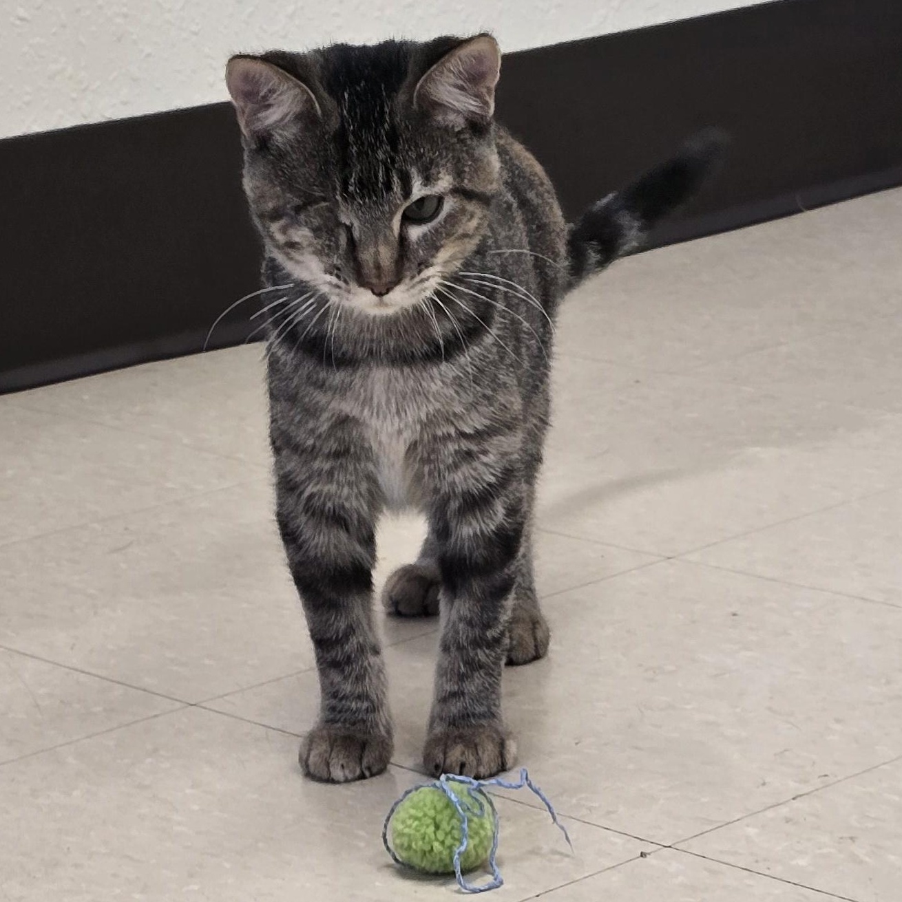Boo Boo, Adoptable, Kitten Female Domestic Short Hair.