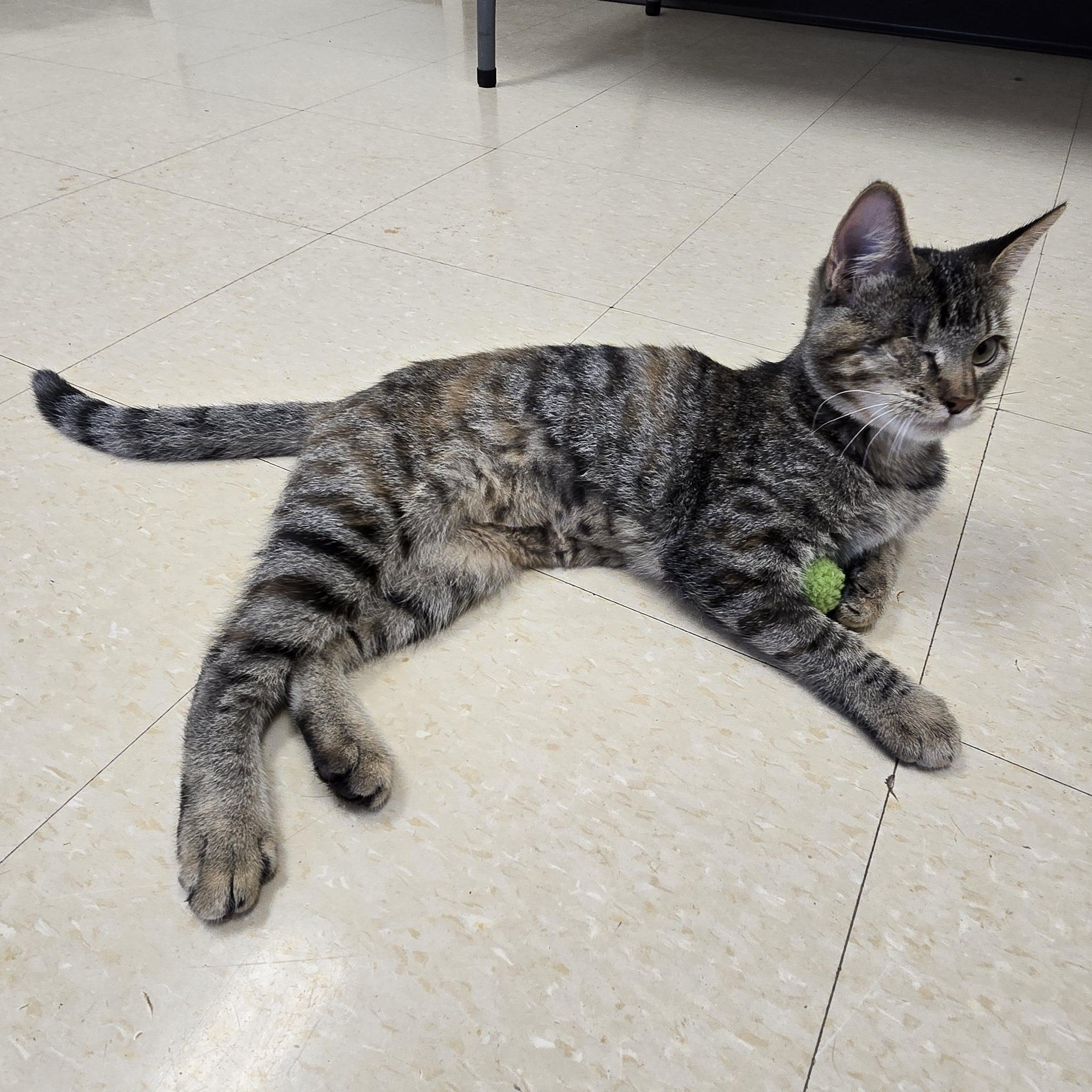 Enlarge Boo Boo, a Adoptable Domestic Short Hair in Red Wing, MN image 2/4
