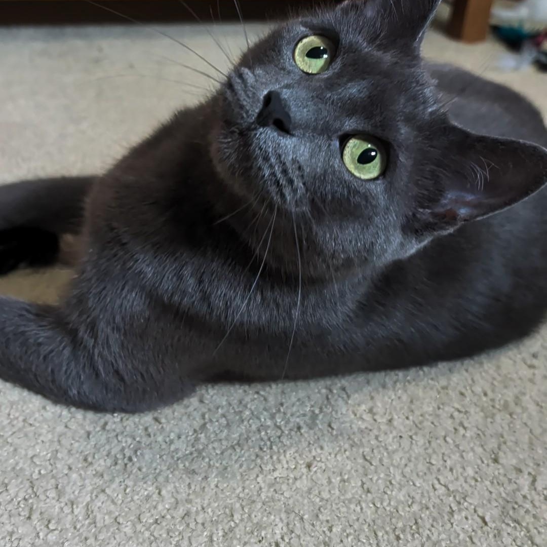Ash- Kitty who has been in foster care the longest, Adoptable, Adult Female Domestic Short Hair.