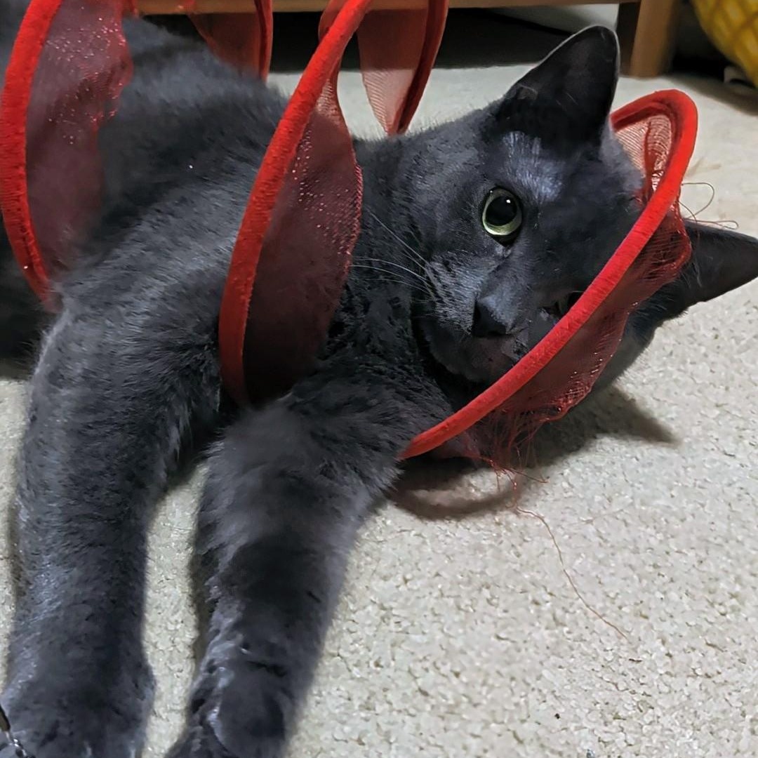 Ash- Kitty who has been in foster care the longest, a Adoptable Domestic Short Hair in West Jefferson, OH image 6/6