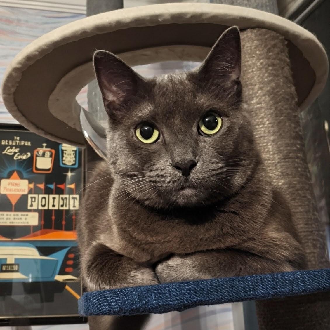 Ash- Kitty who has been in foster care the longest, a Adoptable Domestic Short Hair in West Jefferson, OH image 6/6