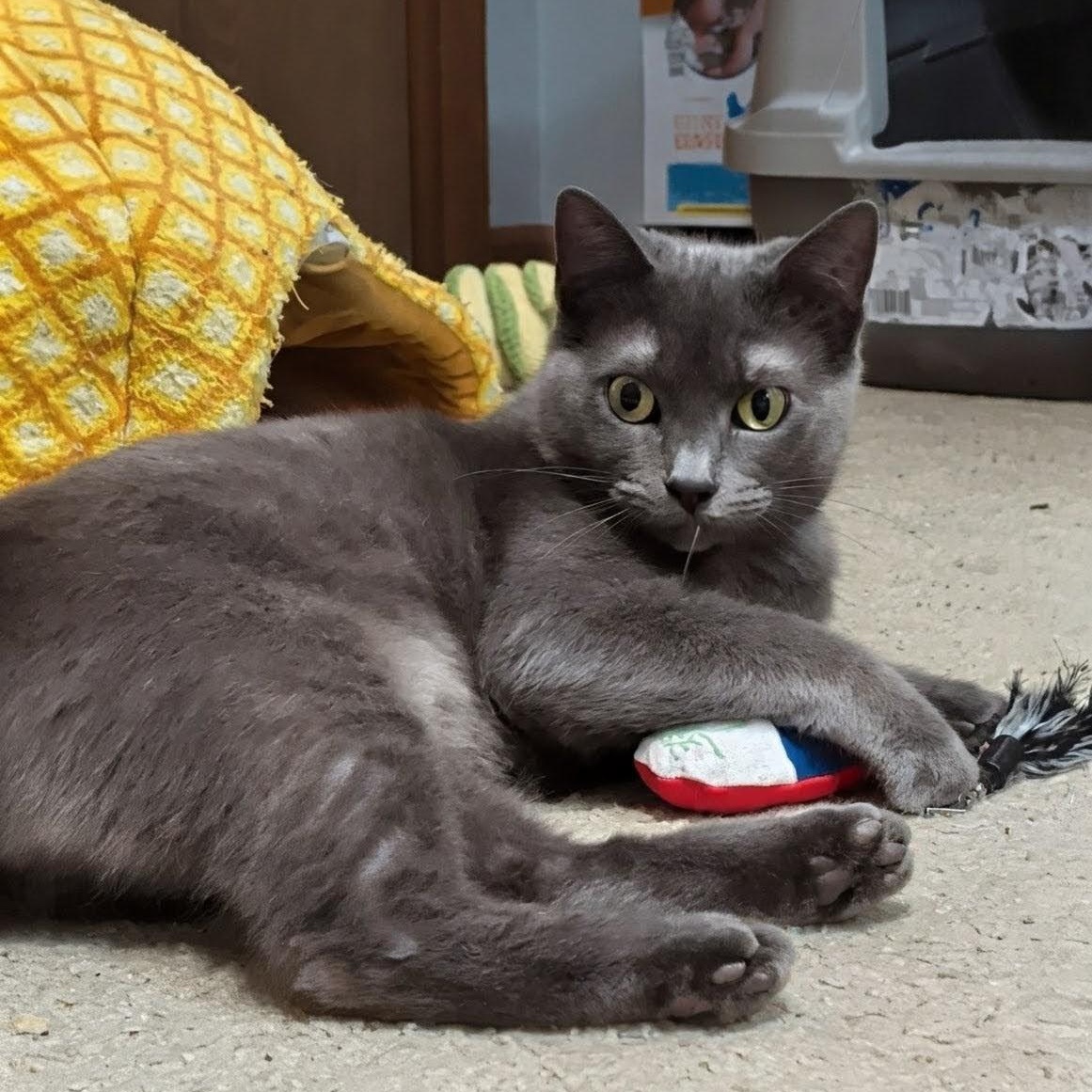 Ash- Kitty who has been in foster care the longest, a Adoptable Domestic Short Hair in West Jefferson, OH image 5/6