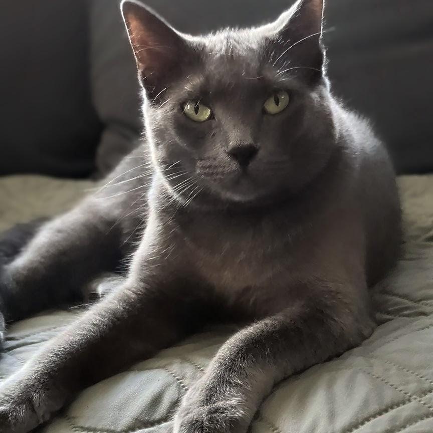 Ash- Kitty who has been in foster care the longest, a Adoptable Domestic Short Hair in West Jefferson, OH image 6/6
