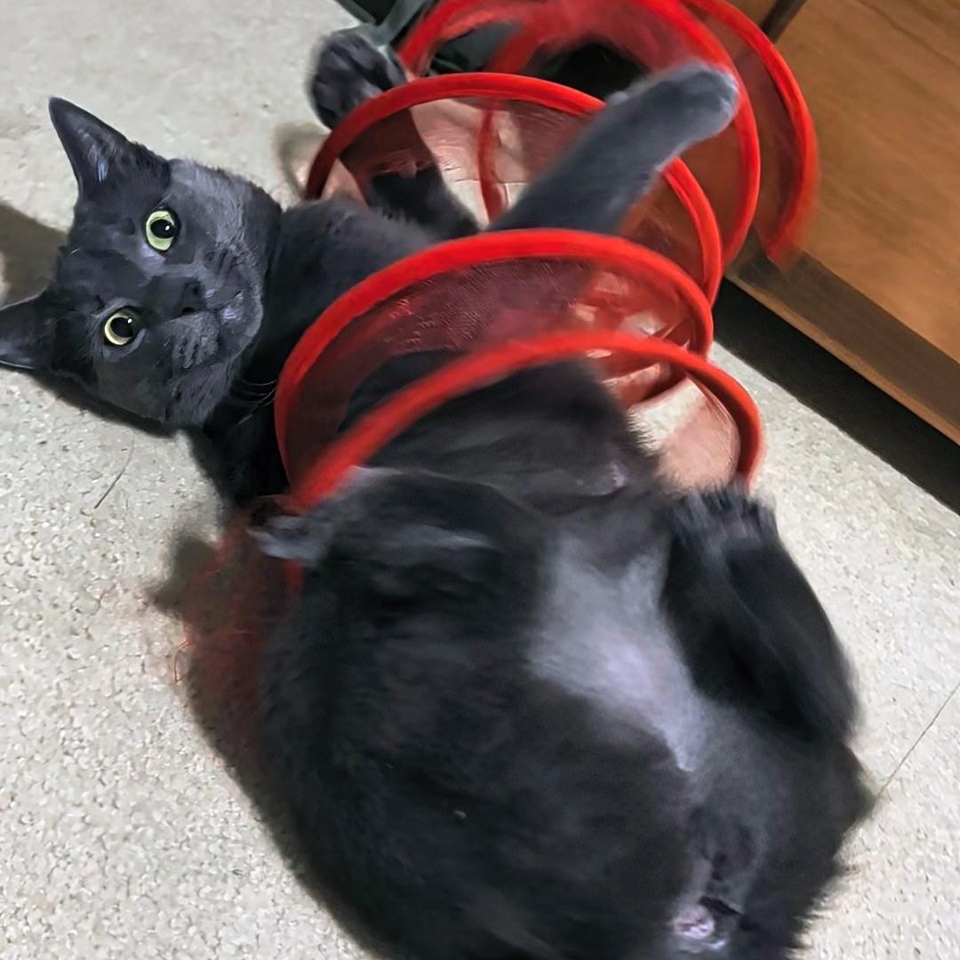 Ash- Kitty who has been in foster care the longest, Adoptable, Adult Female Domestic Short Hair.