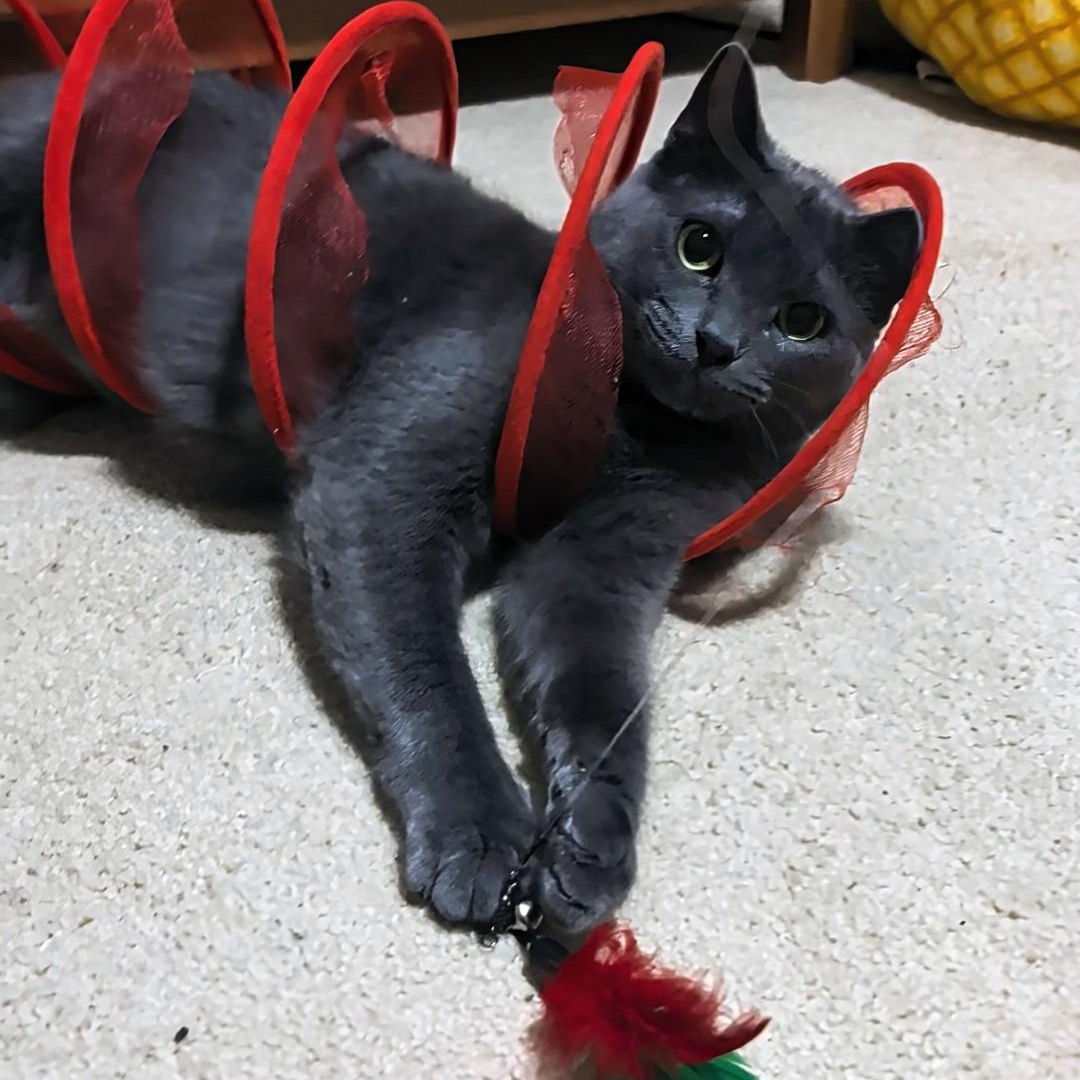 Ash- Kitty who has been in foster care the longest, a Adoptable Domestic Short Hair in West Jefferson, OH image 5/6