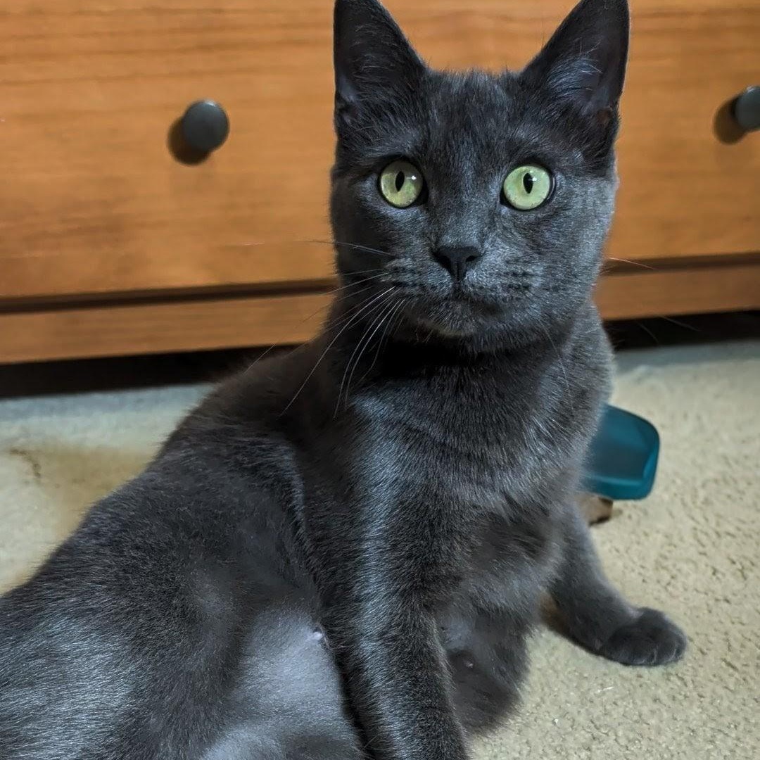 Ash- Kitty who has been in foster care the longest, a Adoptable Domestic Short Hair in West Jefferson, OH image 2/6